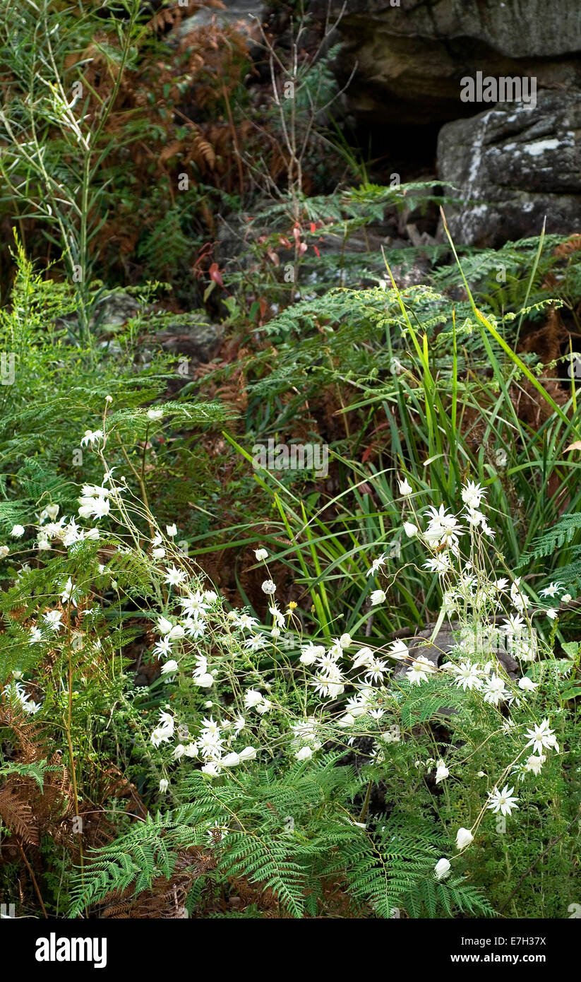 Portrait shot of white Actinotus flowers in a natural setting. Stock Photo