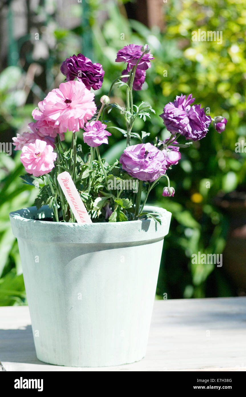 Portrait close-up shot of pink, light purple and dark purple Ranunculus flowers in a teal pot on an outdoor table. Stock Photo