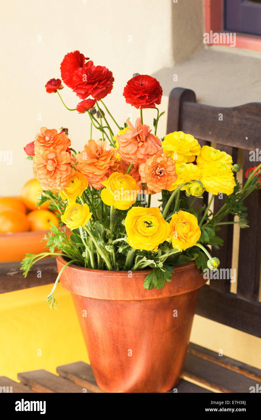 Portrait close-up shot of red, yellow and organge Ranunculus flowers in a terracotta pot on a wooden chair with a box of oranges Stock Photo