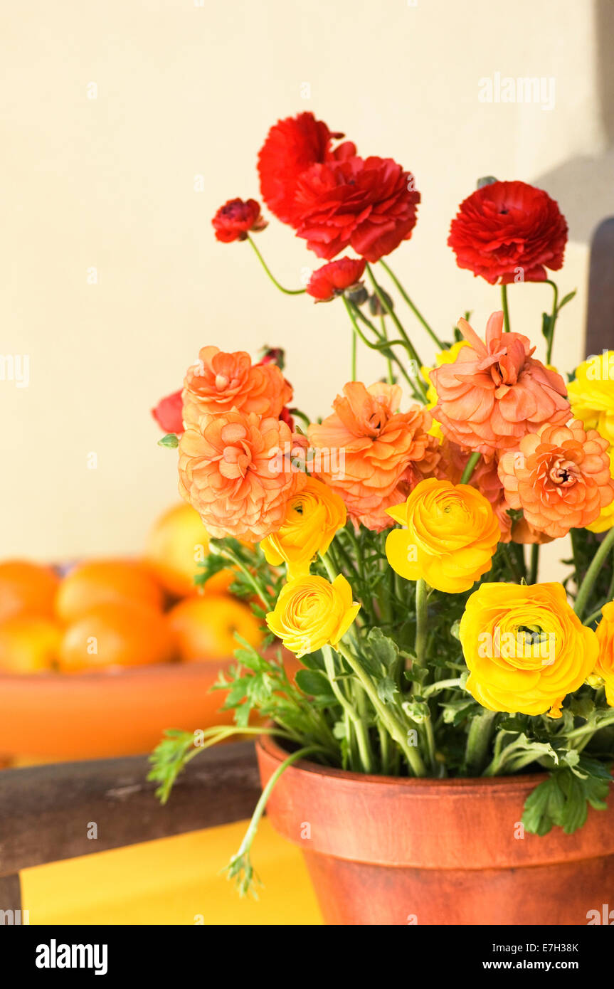 Portrait close-up shot of red, yellow and organge Ranunculus flowers in a terracotta pot on a wooden chair with a box of oranges Stock Photo