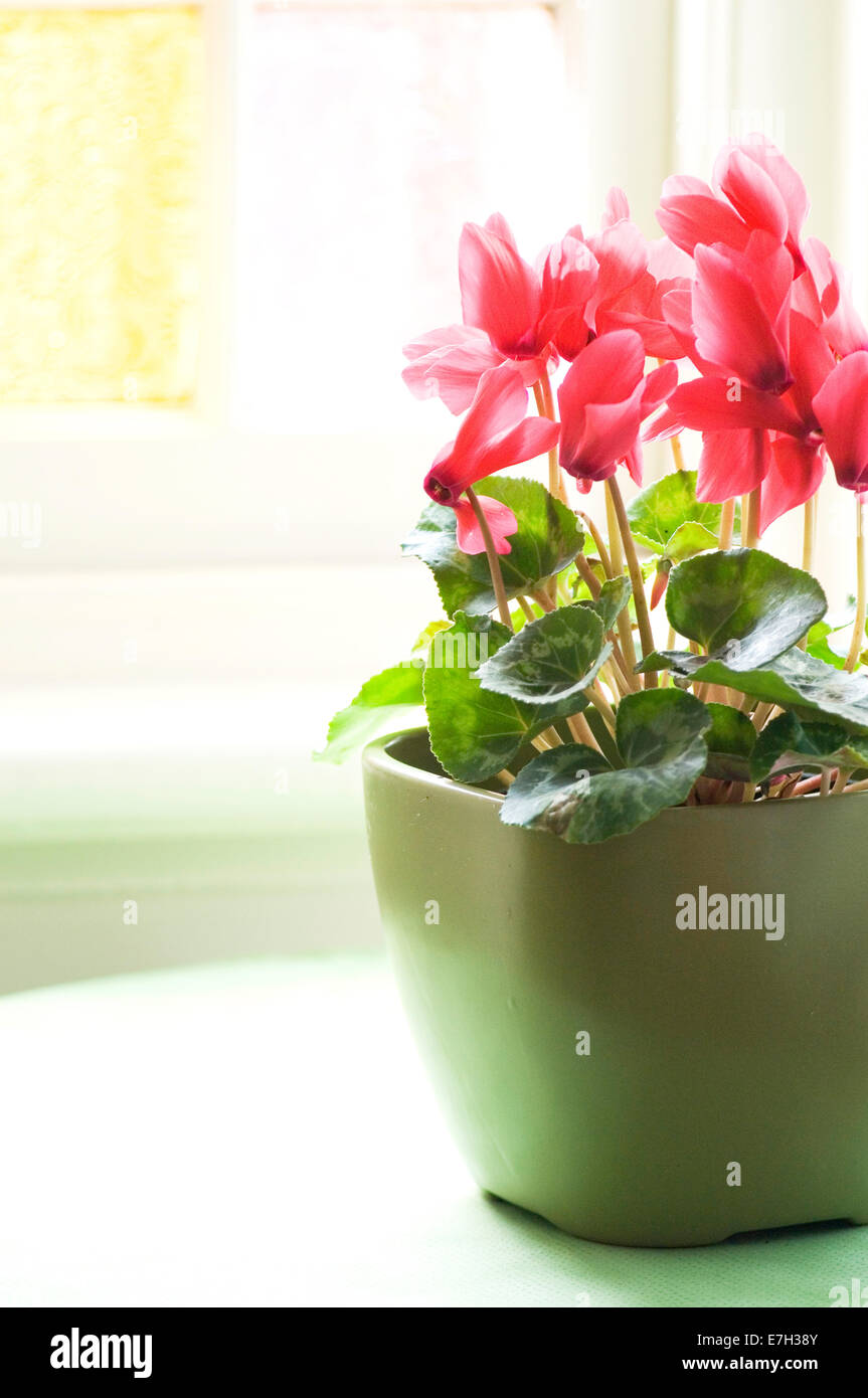 Close-up portrait shot of pink Cyclamen flowers in a green pot on a table indoors. Stock Photo