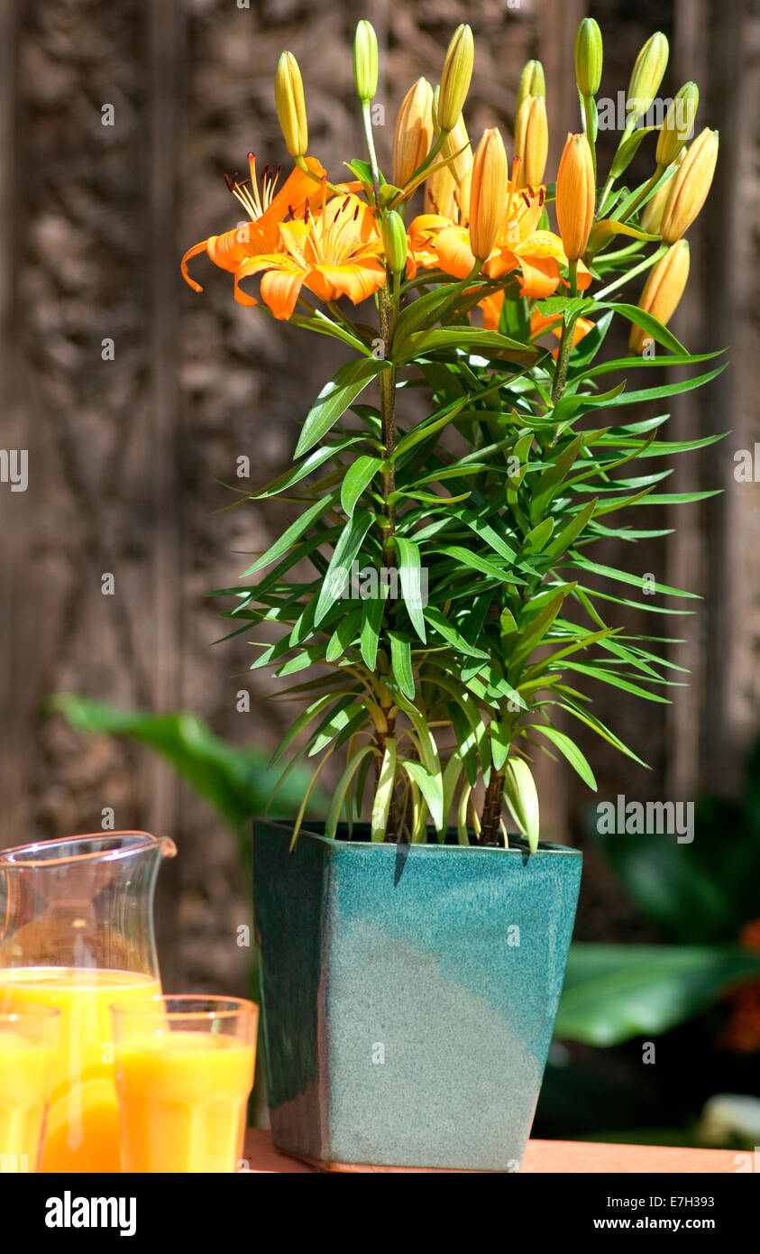 Portrait shot of orange lilum flowers in a turqouise pot on an outdoor table next to a jug and glasses  of orange. Stock Photo