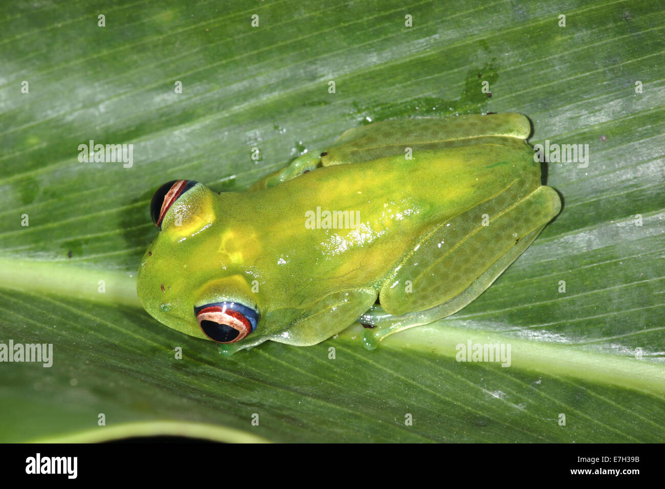 Bright-eyed Frog (Boophis luteus) on leaf Stock Photo