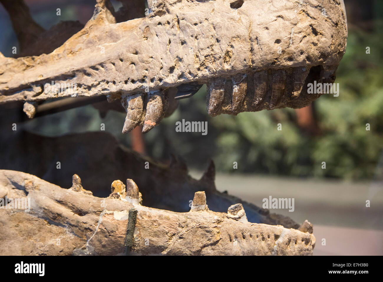Jensen, Utah The Quarry Exhibit Hall at Dinosaur National Monument
