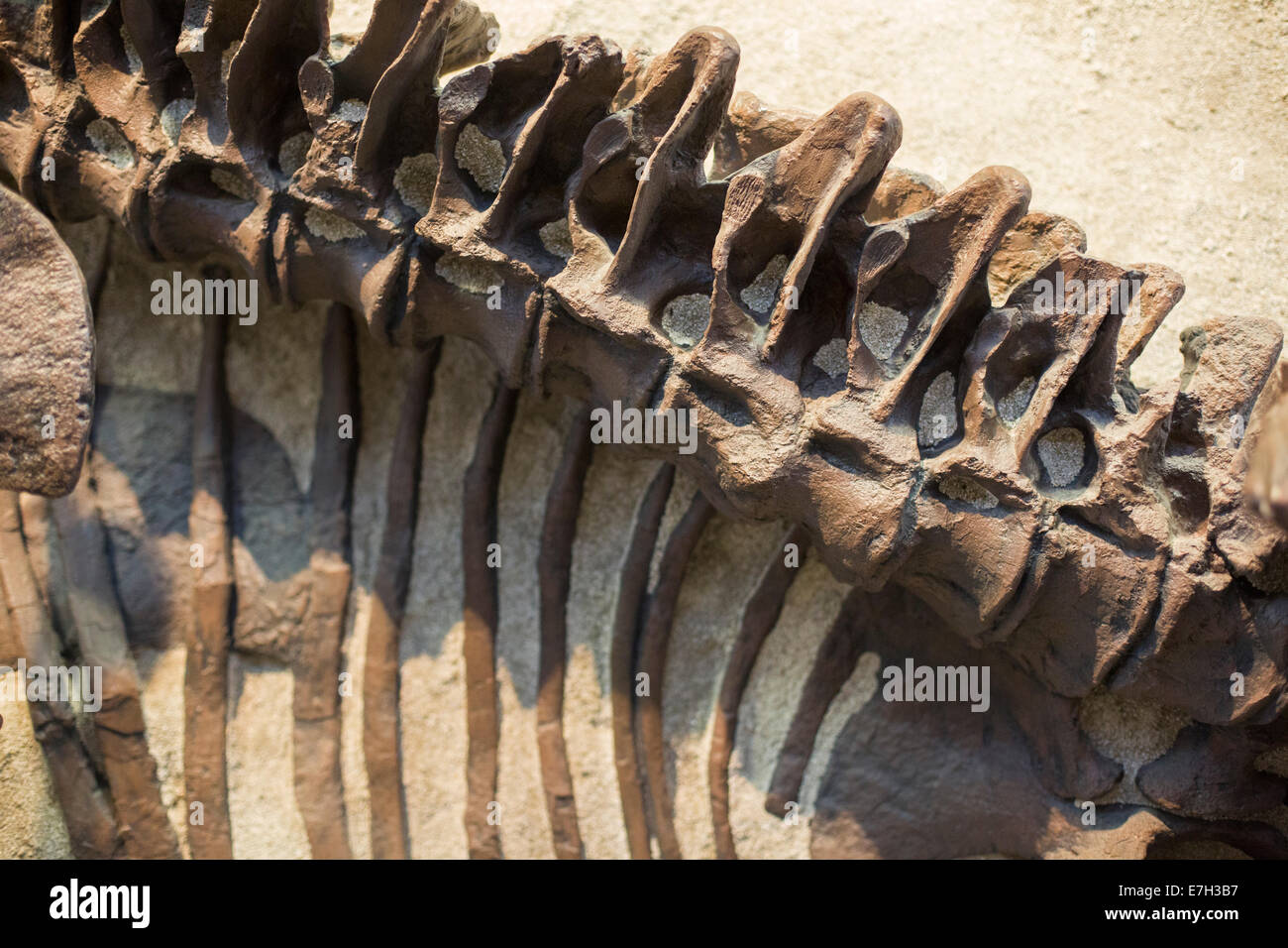 Jensen, Utah Part of a Camarasaurus at the Quarry Exhibit Hall in