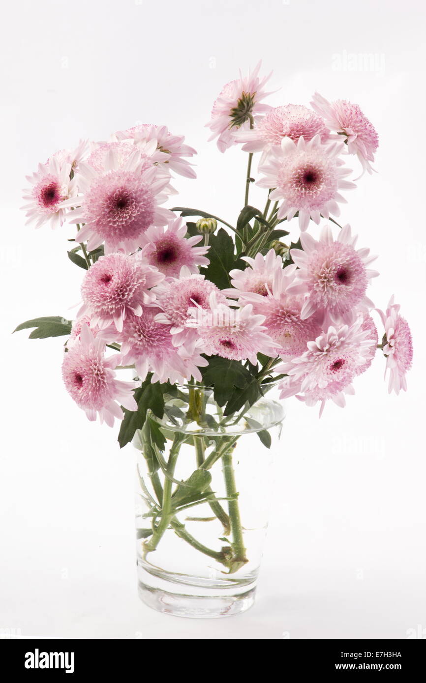 Pink Chrysanthemum flowers in a vase on white background Stock Photo