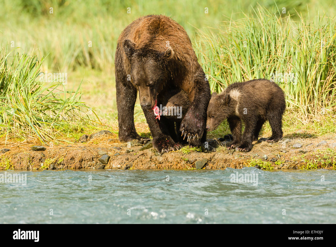 Brown bear cubs look for salmon scraps as its mother eats at Geographic ...