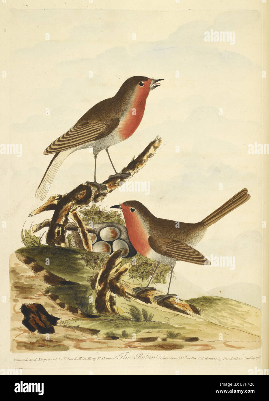 An illustration of a robin from the work 'Lords entire new System of ...