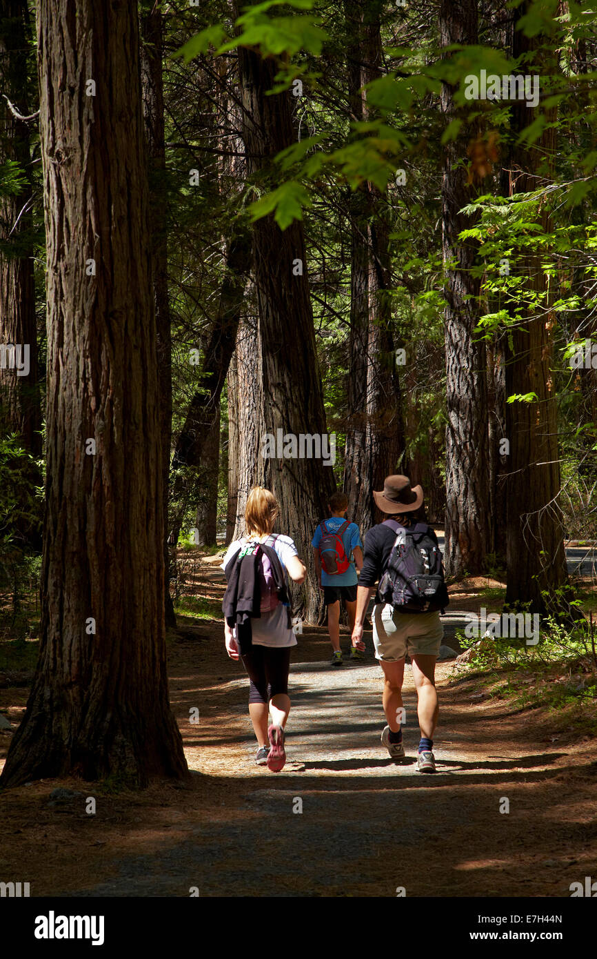 Family on walking track near Camp Curry and Upper Pines Campground, Yosemite Valley, Yosemite National Park, California, USA Stock Photo