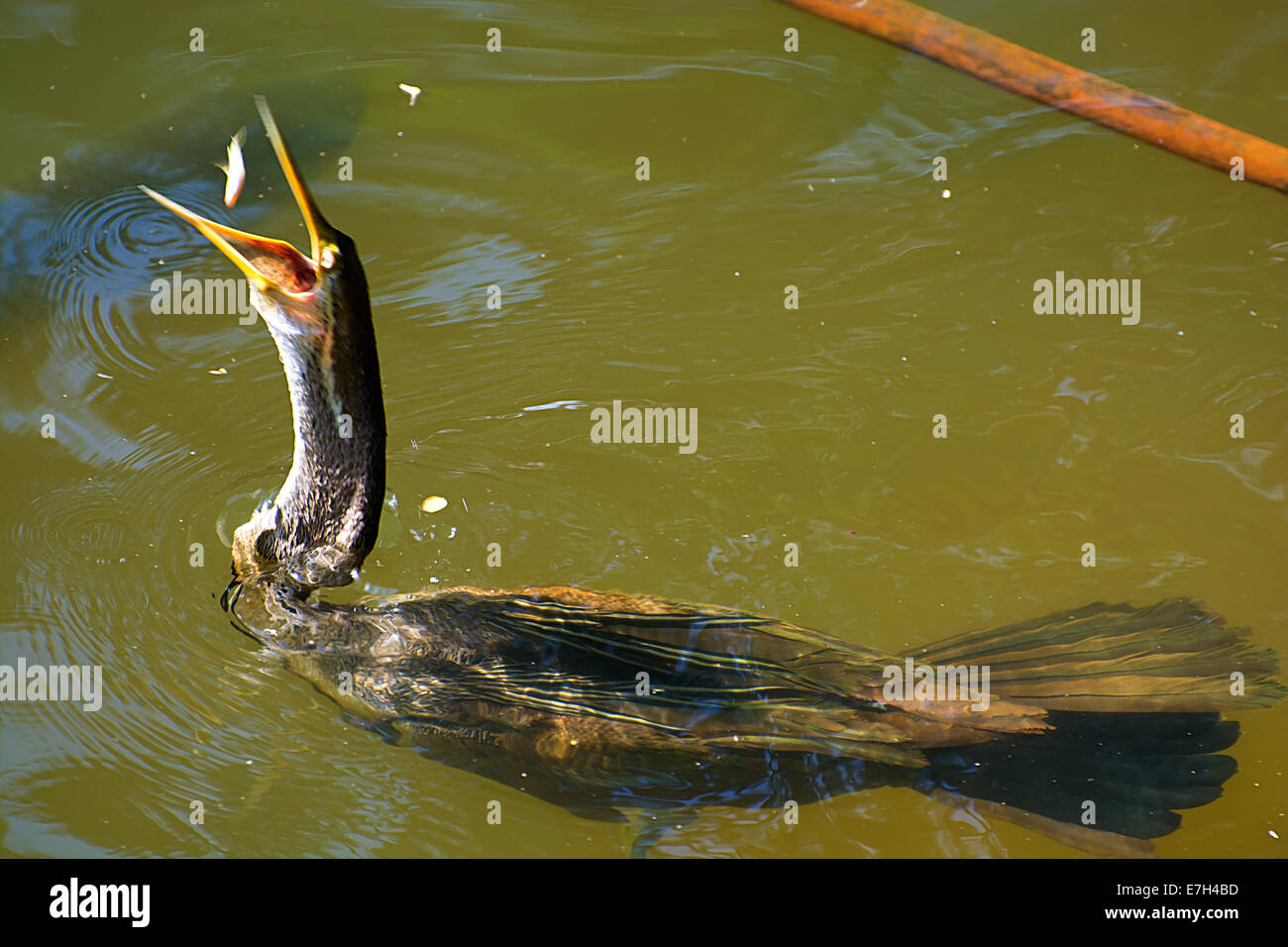 Clear catch hi-res stock photography and images - Alamy