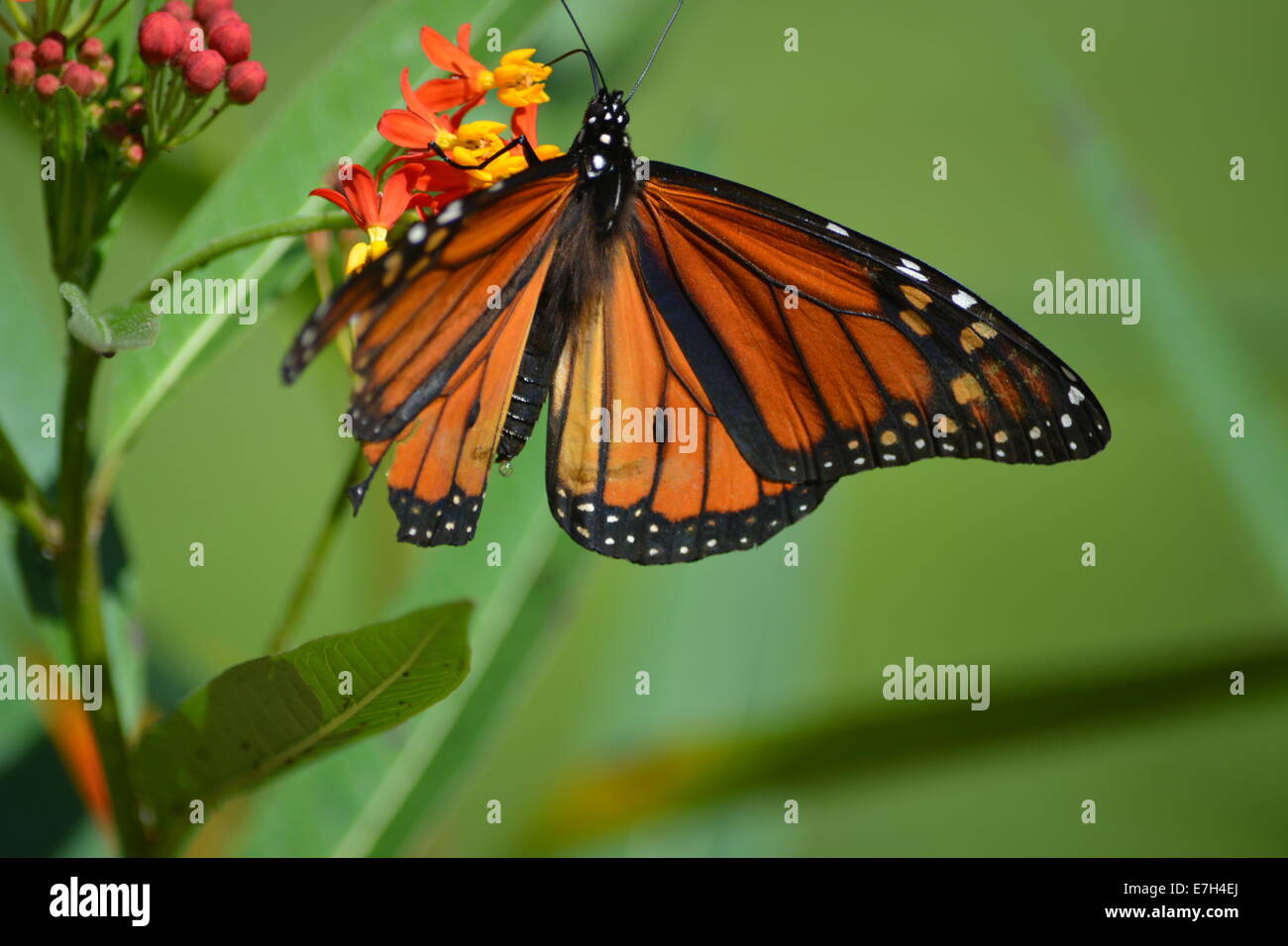insect monarch butterfly Stock Photo - Alamy