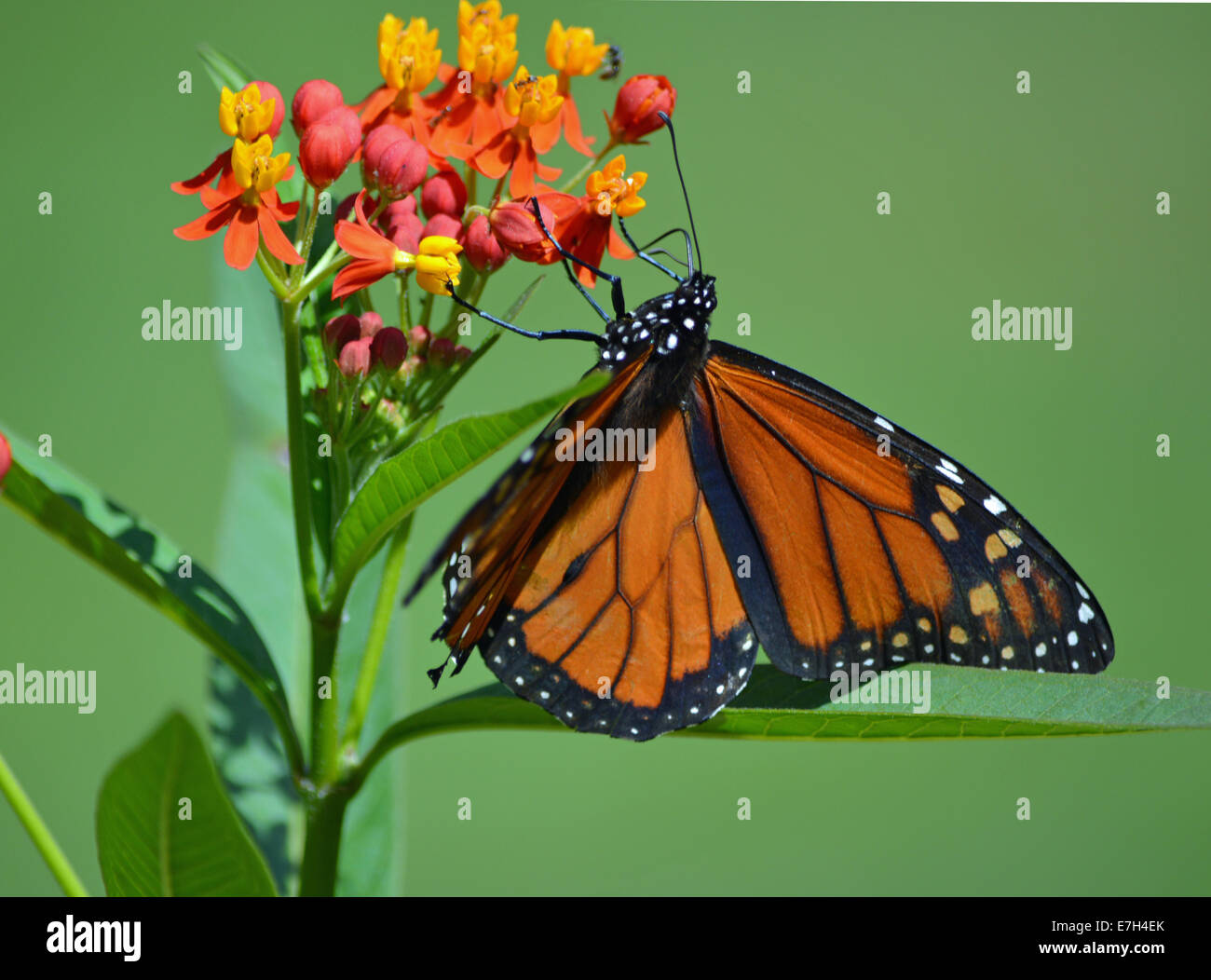 insect monarch butterfly Stock Photo - Alamy