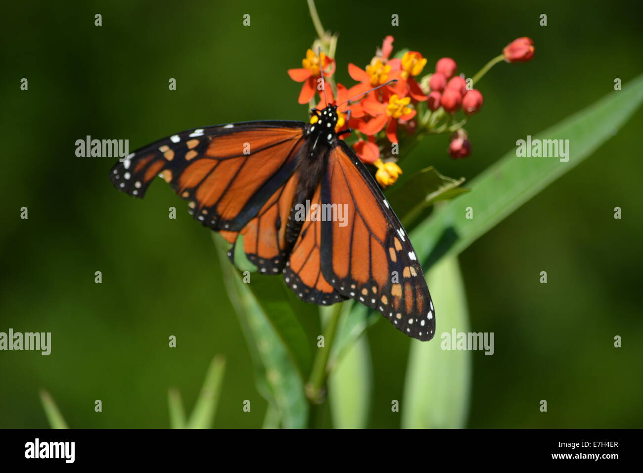 insect monarch butterfly Stock Photo - Alamy