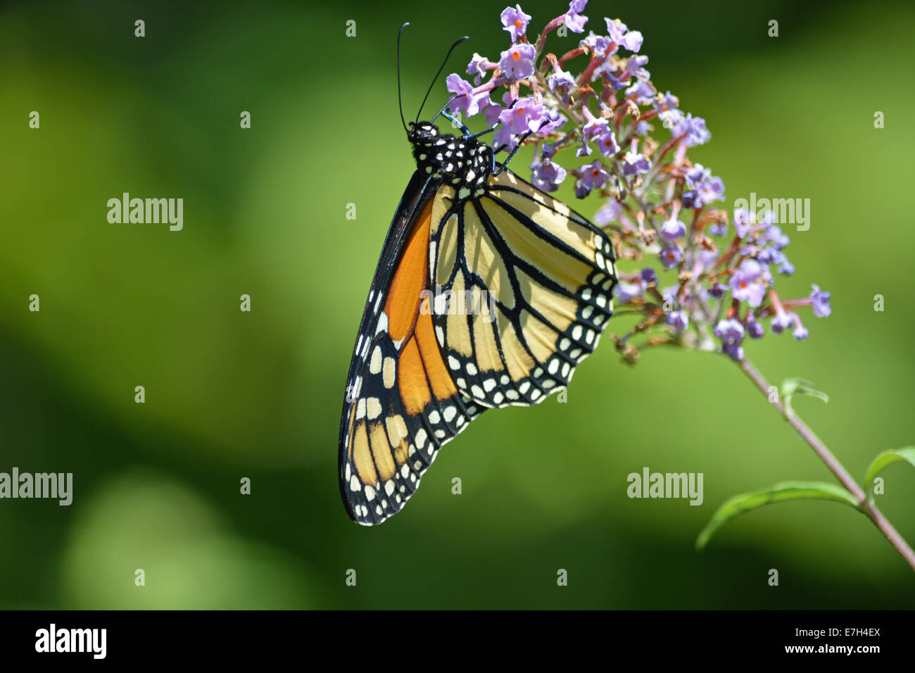 insect monarch butterfly Stock Photo - Alamy