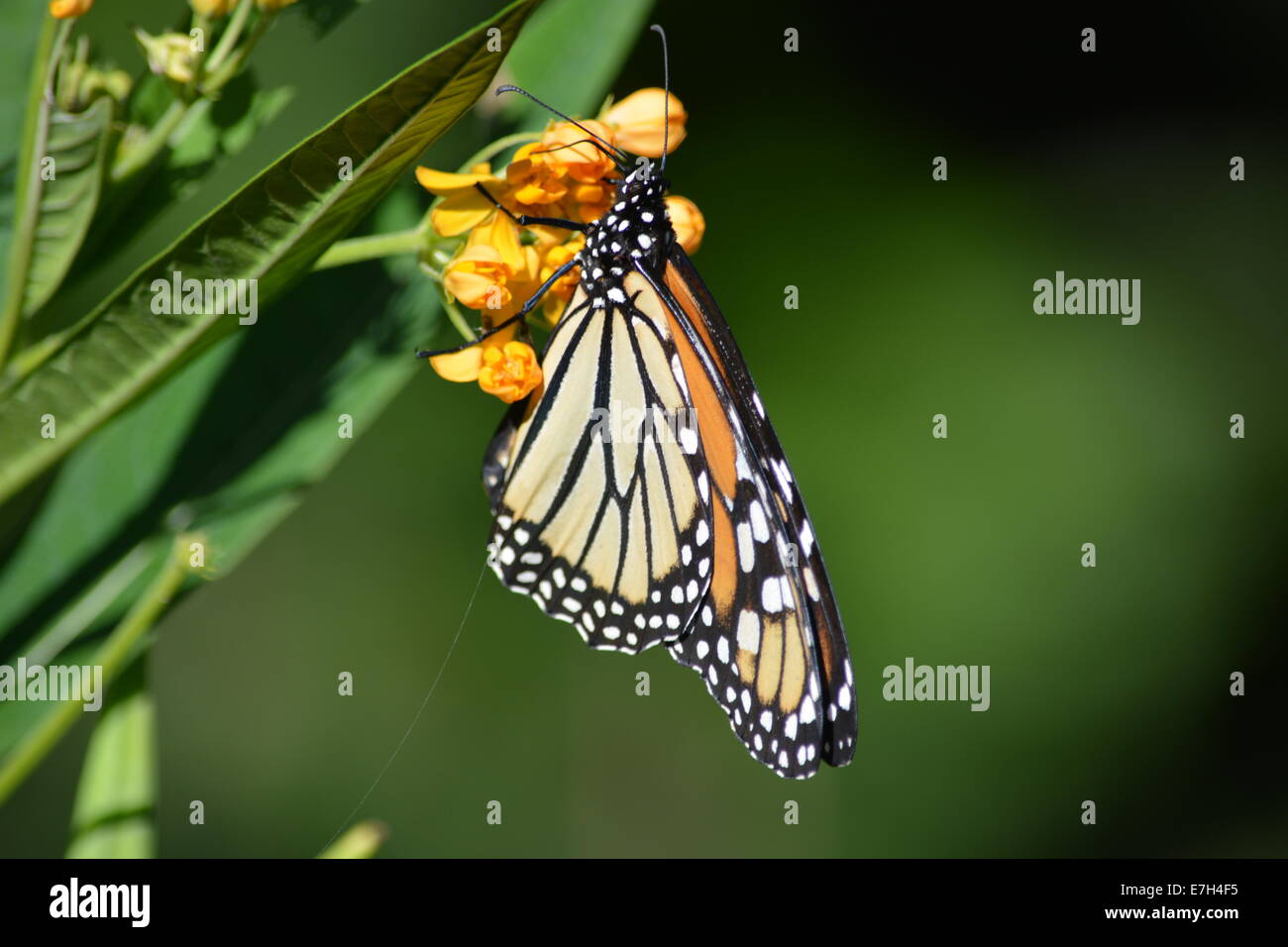 insect monarch butterfly Stock Photo - Alamy
