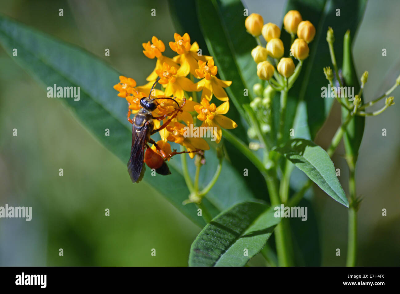 insect wasp on flower Stock Photo - Alamy