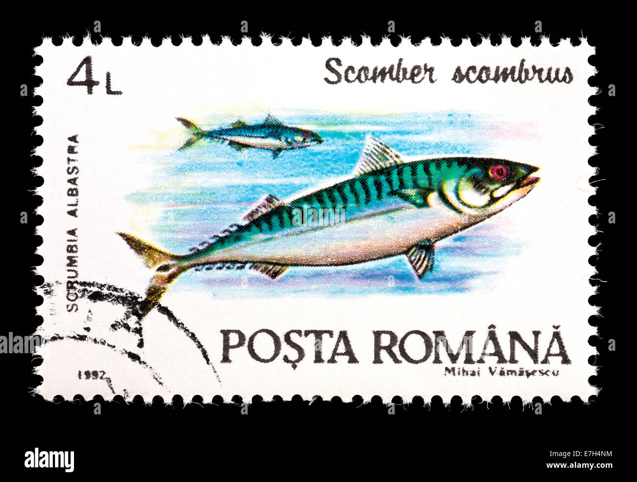 Postage stamp from Romania depicting Atlantic mackerel (Scomber scombrus). Stock Photo