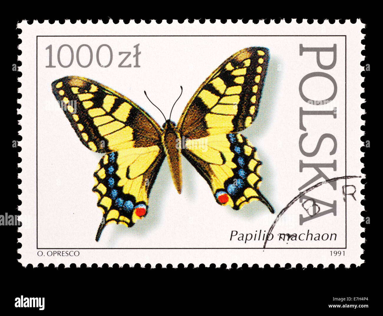 Postage stamp from Poland depicting a common yellow swallowtail (Papilio machaon) Stock Photo