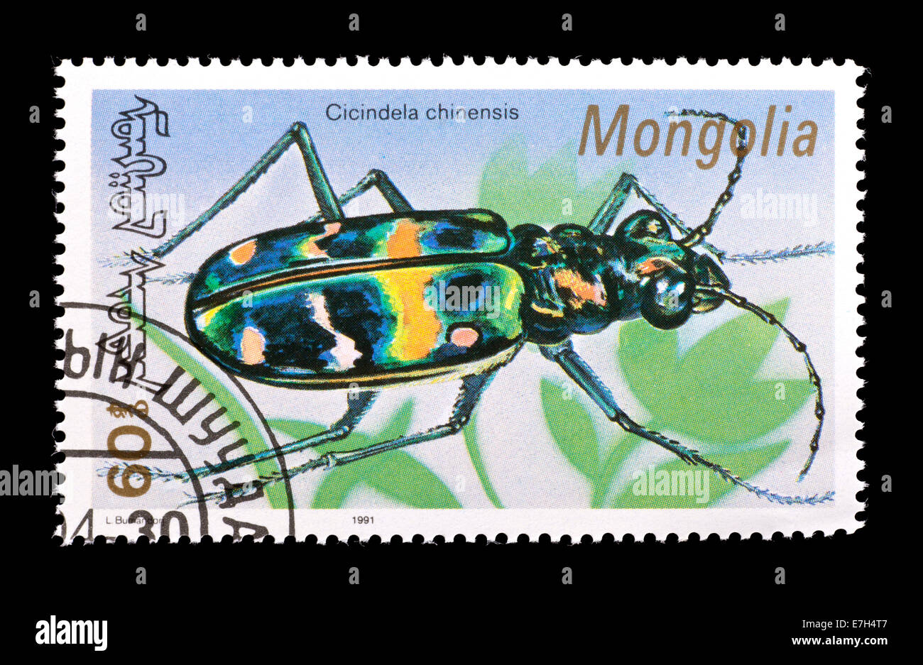 Postage stamp from Mongolia depicting a Chinese tiger beetle (Cincindela chinensis) Stock Photo