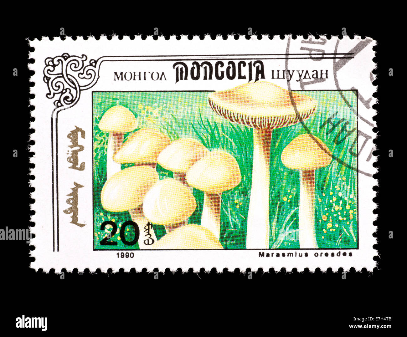 Postage stamp from Mongolia depicting Scotch bonnet or fairy ring mushrooms (Marasmius oreades) Stock Photo