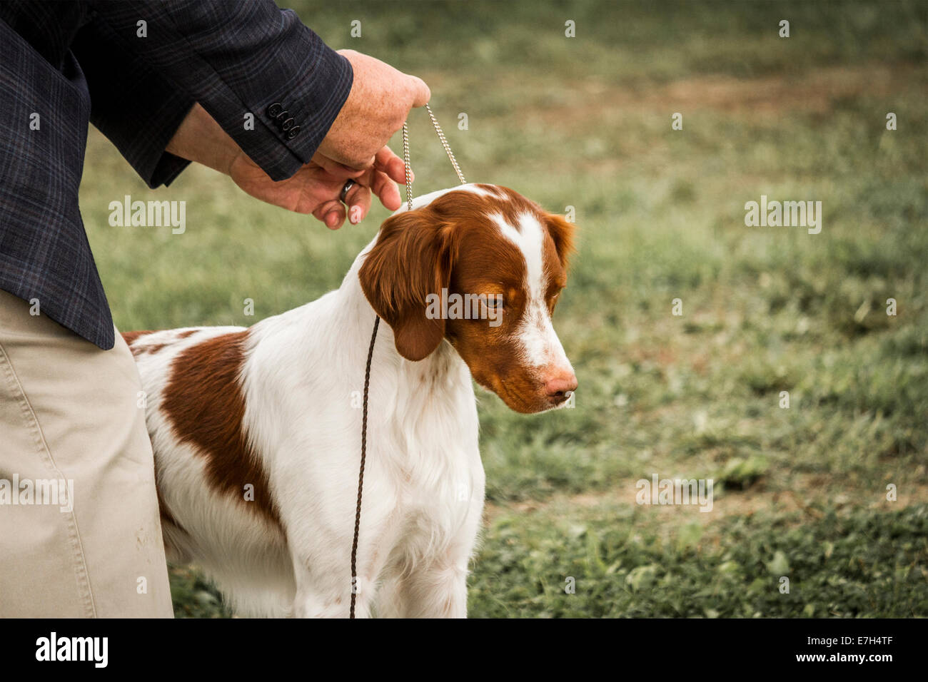 Brittany Spaniel on leash in show ring at local dog show. Stock Photo