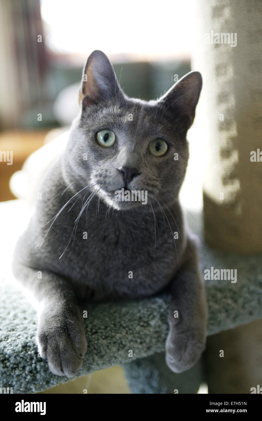 A Russian blue cat lying on a platform of a scratching pole. Stock Photo
