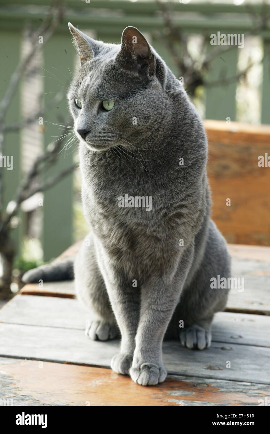 A Russian blue cat sitting on an outdoor table. Stock Photo