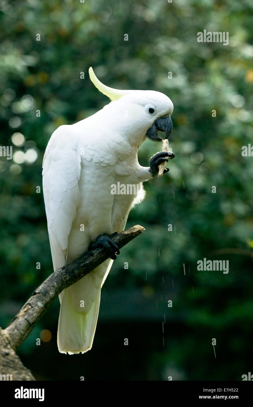 A sulphur-crested cockatoo perched on a tree branch eating a biscuit. Stock Photo