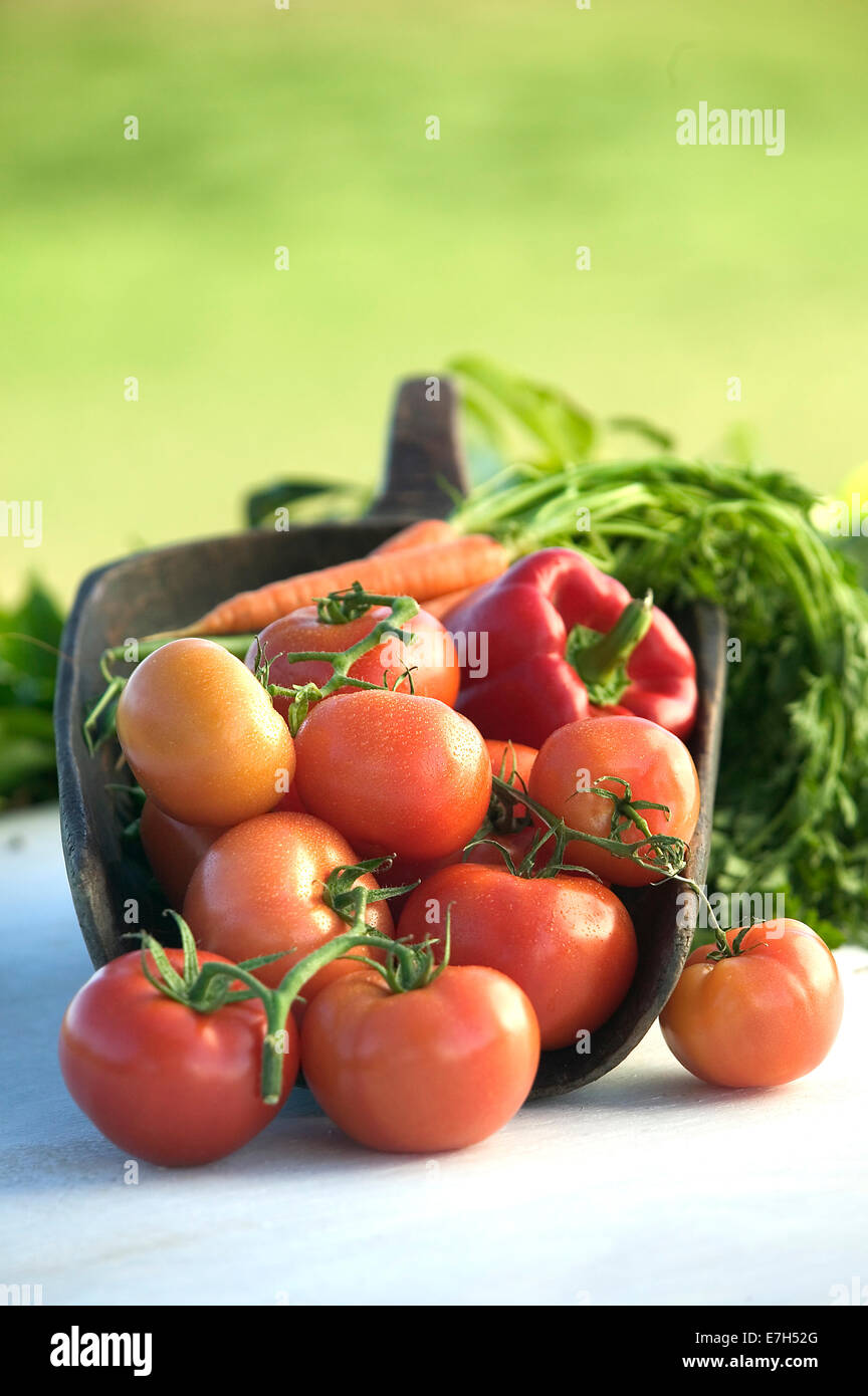 Freshly picked tomatoes, carrots and capsicums styled in a large wooden scoop on an outdoor table top. Stock Photo