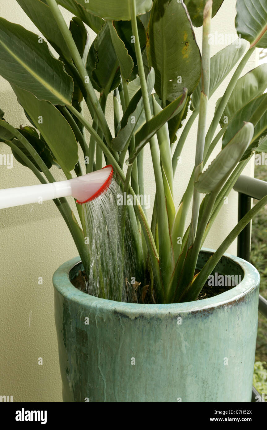 A watering can watering a potted strelitzia or Bird of Paradise plant on a balcony. Stock Photo