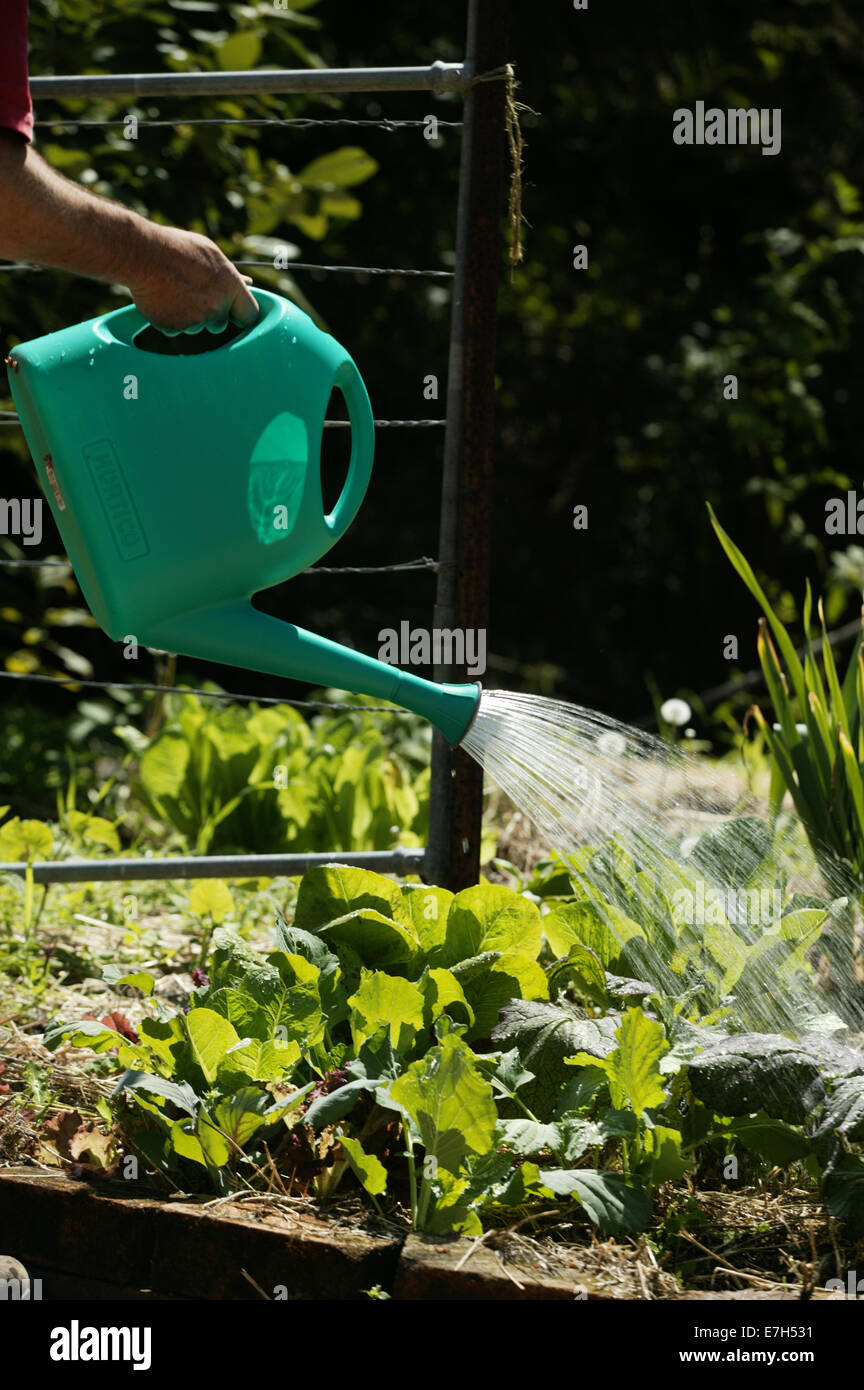 A gardener watering a vegetable patch in a garden with a turquoise plastic watering can. Stock Photo