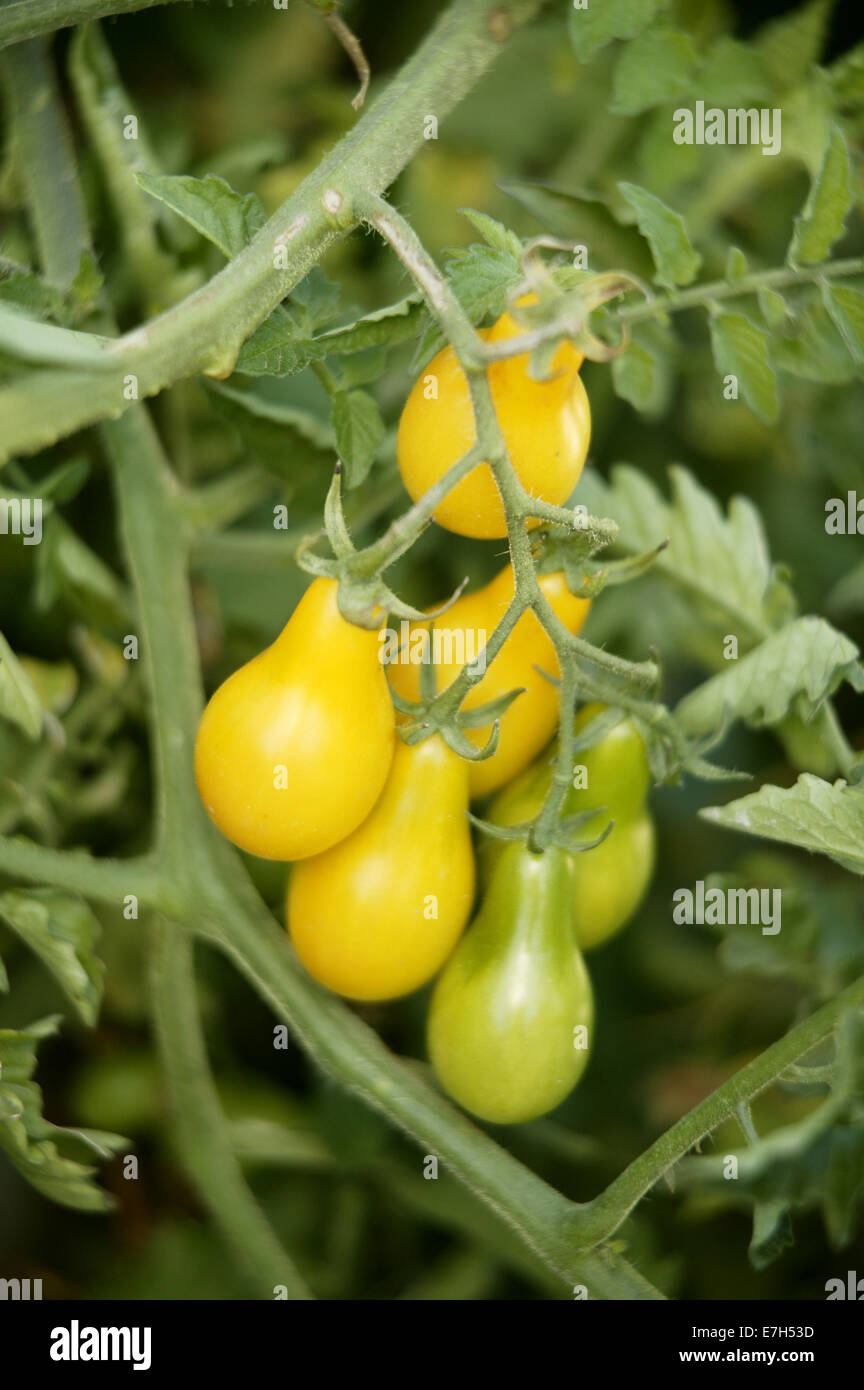 Small yellow pear-shaped tomatoes ripening on the vine. Stock Photo
