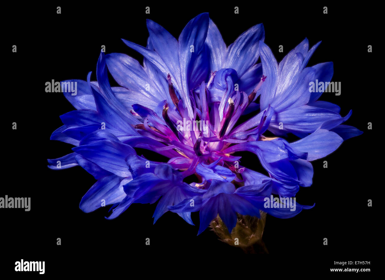 Purple bachelor’s button flower Stock Photo - Alamy