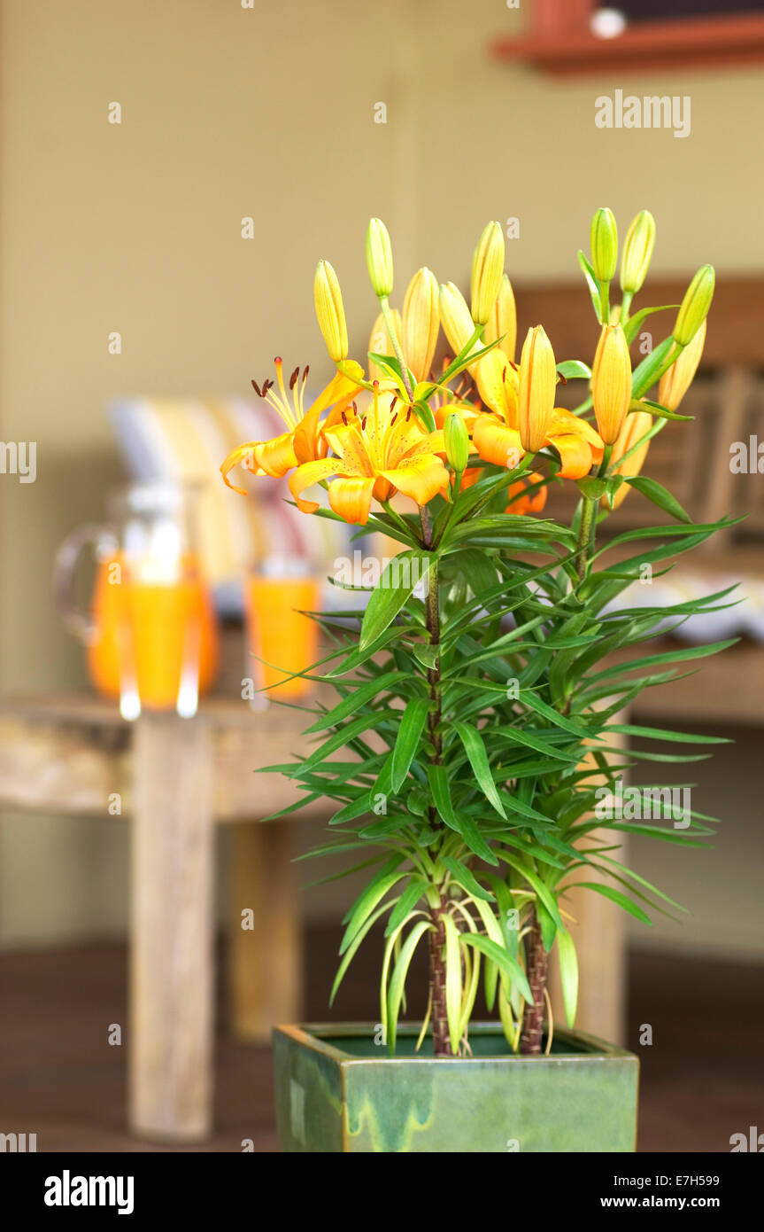 Portrait shot of orange lilum flowers in a turqouise pot indoors with a jug and glasses  of orange juice in the background. Stock Photo