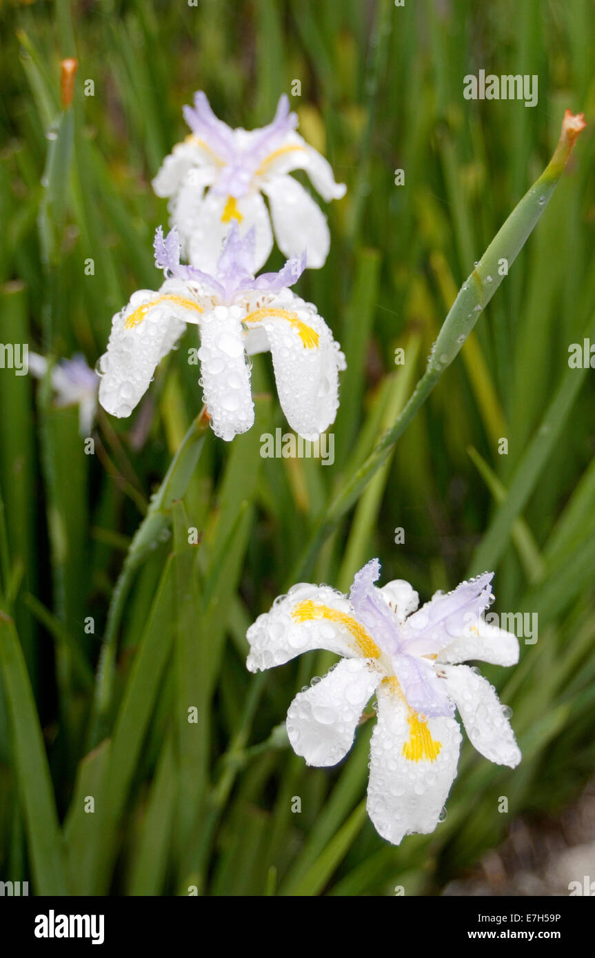 Portrait shot of white/purple/yellow Dietes iridoides flowers in natural setting. Stock Photo