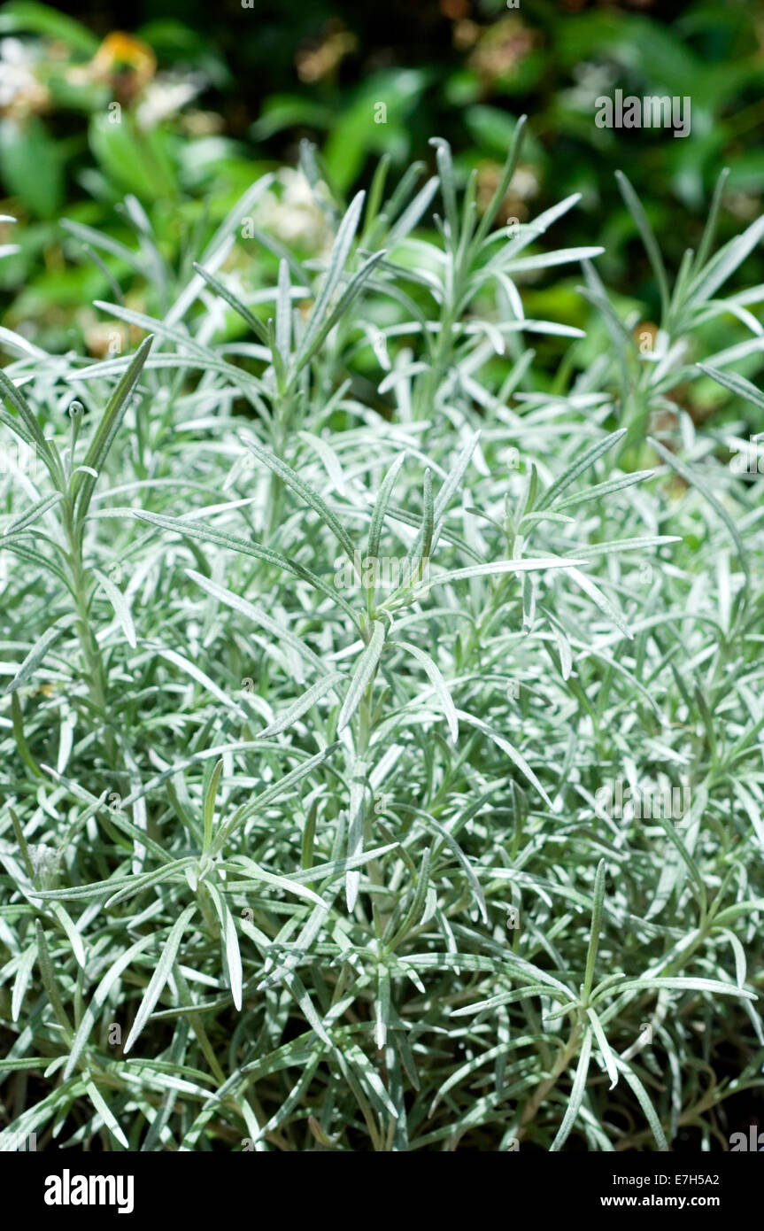 Close-up shot of a curry plant in natural setting. Stock Photo