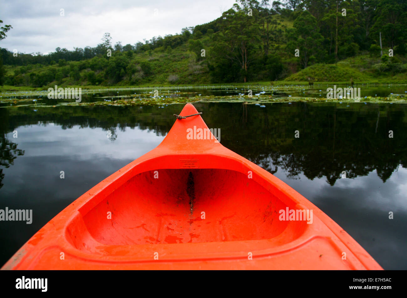 A kayak or canoe view of a pond and its plant life. Stock Photo