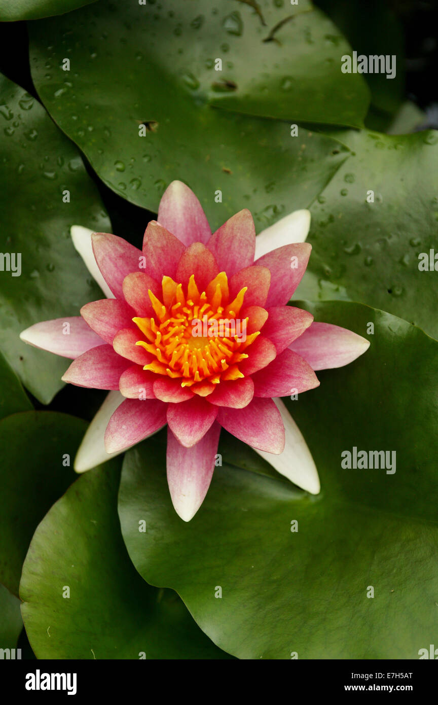 A dark pink and white and orange lily flower amongst lily pads in a pond. Stock Photo