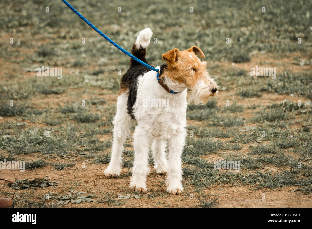 Wire Haired Fox Terrier Stock Photo