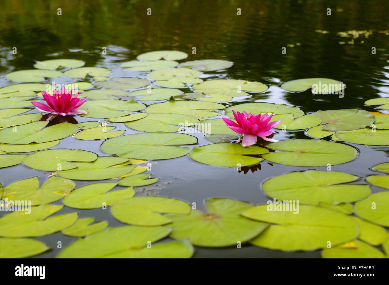 Two dark pink lily flowers in a pond with lily pads. Stock Photo