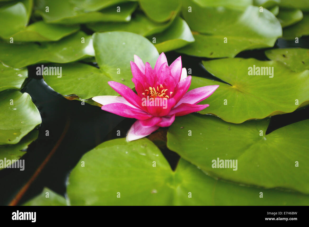 A dark pink lily flower amongst lily pads in a pond. Stock Photo