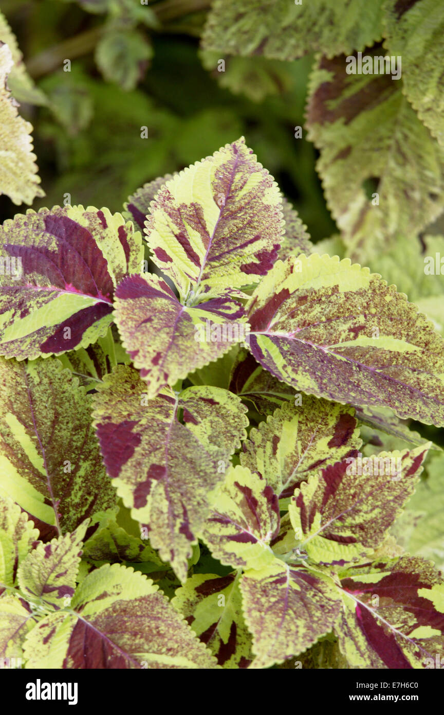 Purple and green variegated coleus leaves. Stock Photo