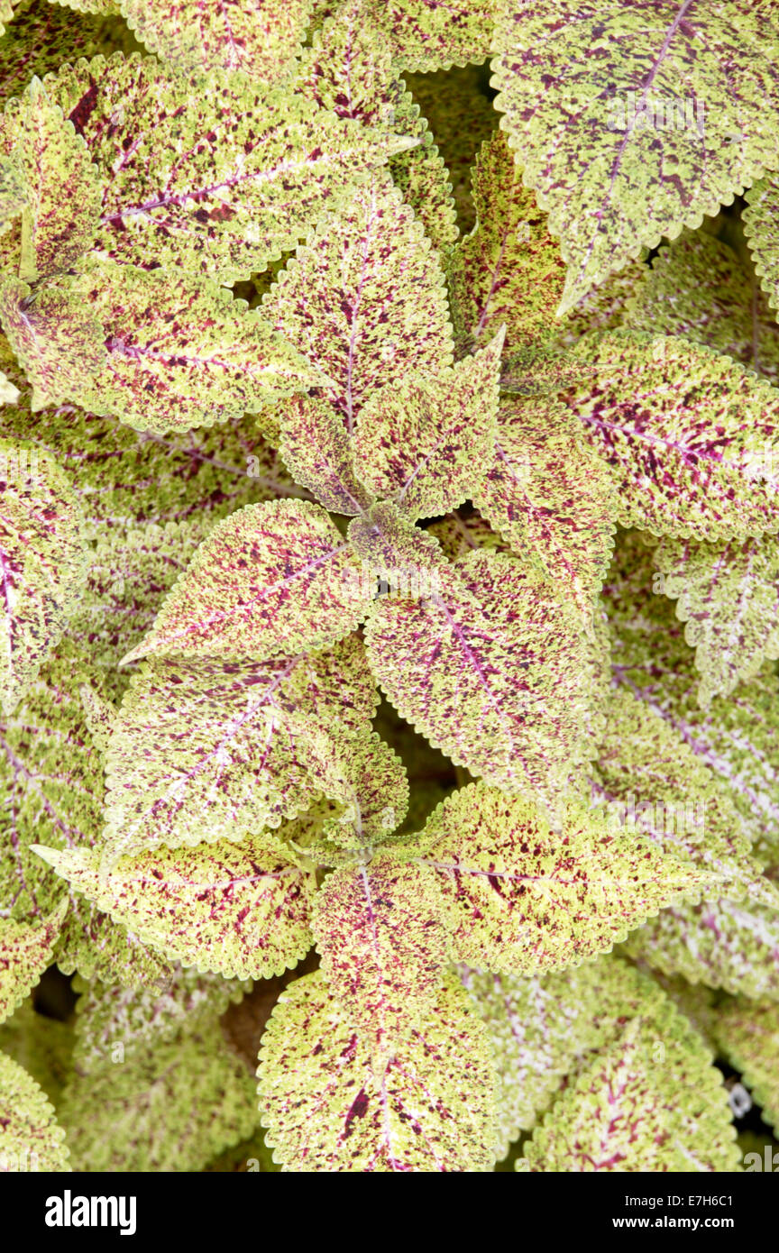 Purple and green variegated coleus leaves. Stock Photo