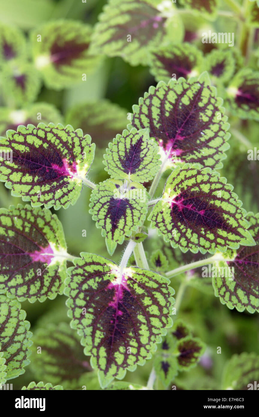Green and purple variegated coleus leaves. Stock Photo