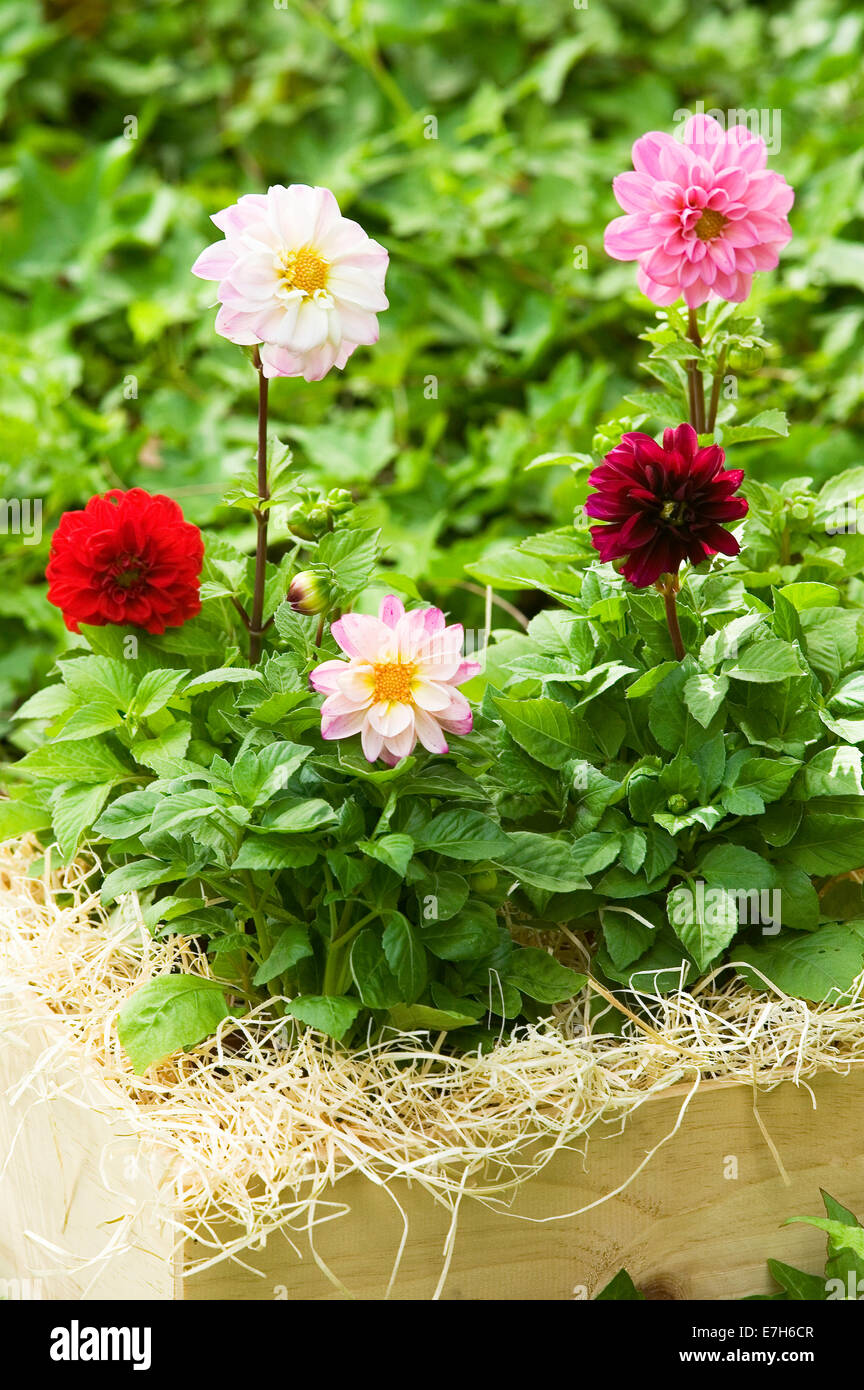 Portrait shot of pink, light pink, red and maroon Dwarf Dahlias in straw mulch. Stock Photo