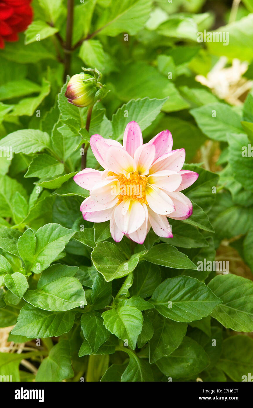 Portrait close-up shot of a light pink Dwarf Dahlia flower in straw mulch. Stock Photo