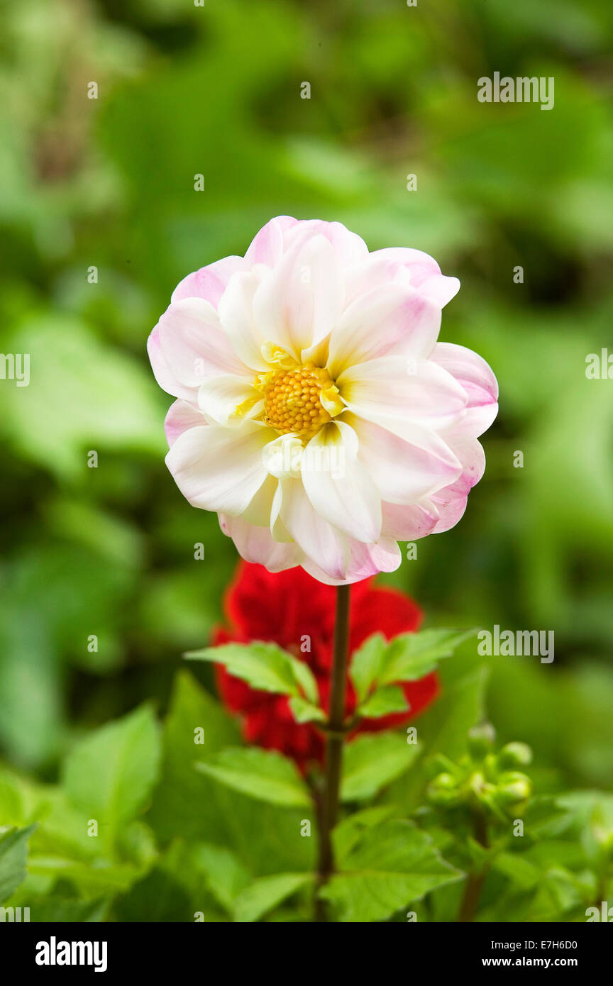 Portrait close-up shot of a white/pink Dwarf Dahlia flower. Stock Photo