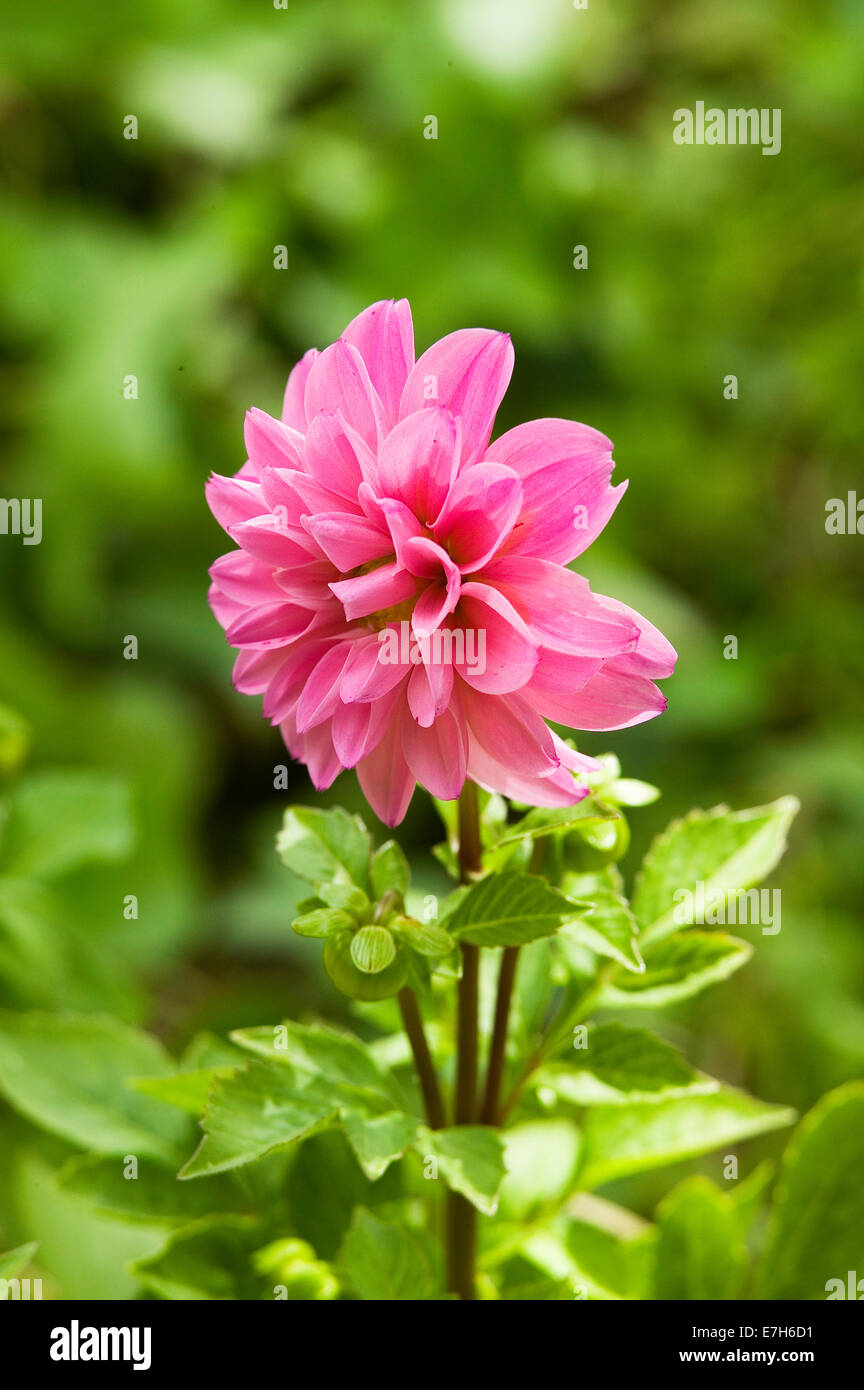Portrait close-up shot of a pink Dwarf Dahlia flower. Stock Photo