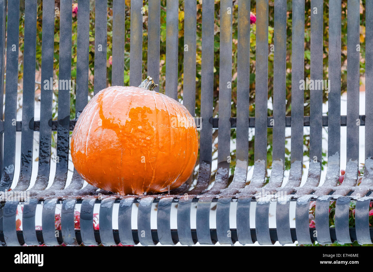 Pumpkin covered with ice on a garden bench Stock Photo