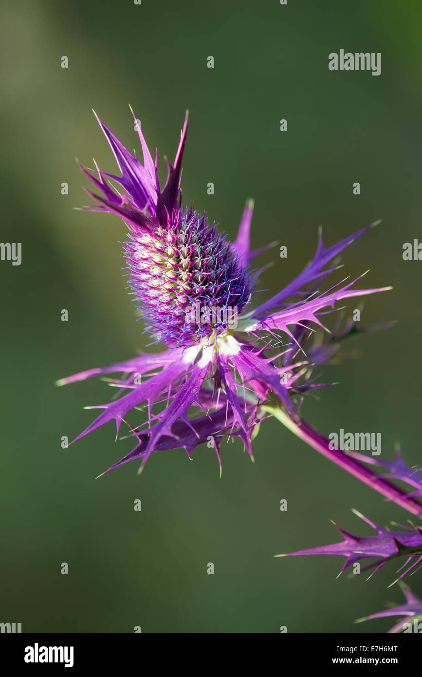 Purple blossom of Eryngium Leavenworthii wildflower Stock Photo Alamy